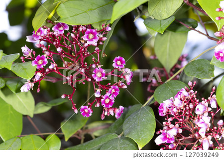 Star fruit flowers 127039249