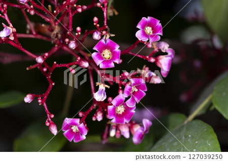 Star fruit flowers 127039250