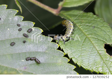 Larvae of the orange bumblebee Larvae of the orange bumblebee 127039252