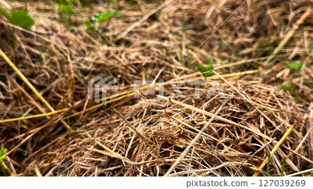 Close up view of dry brown grass and small green plants in natural habitat Close up view of dry brown grass and small green plants in natural habitat 127039269