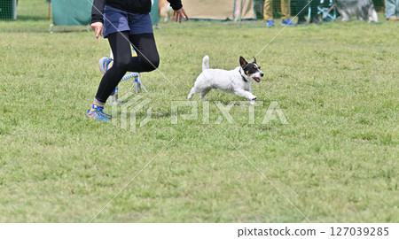 Jack Russell Terrier playing in a dog run Jack Russell Terrier playing in a dog run 127039285