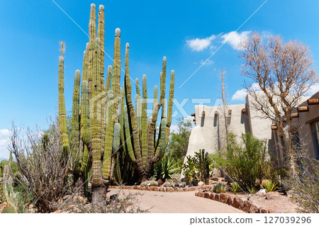 Desert Botanical Garden, Phoenix, Arizona Desert Botanical Garden, Phoenix, Arizona 127039296