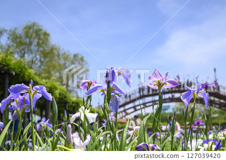 潮來菖蒲節和菖蒲花 潮來菖蒲節和菖蒲花 127039420