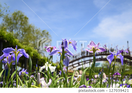 Itako Iris Festival and Iris Flowers 127039421