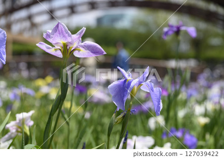 Itako Iris Festival and Iris Flowers 127039422