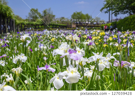 Itako Iris Festival and Iris Flowers Itako Iris Festival and Iris Flowers 127039428