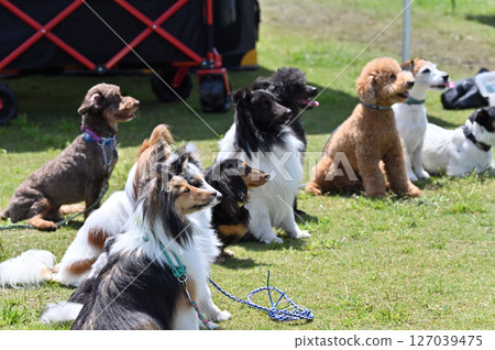 一起散步-有很多狗 一起散步-有很多狗 127039475