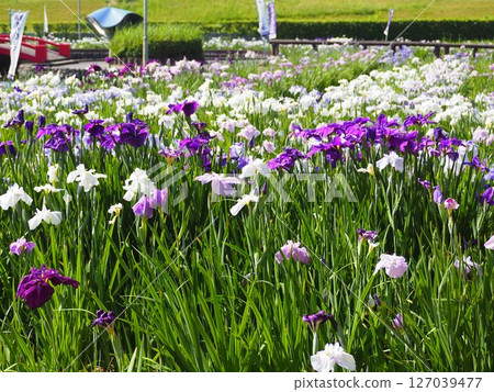 油淵菖蒲花園 2025 127039477