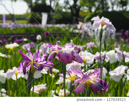 欣賞油渕花園的鳶尾花 欣賞油渕花園的鳶尾花 127039521