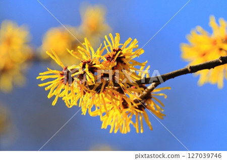 金縷梅花(早春圖像) 金縷梅花(早春圖像) 127039746