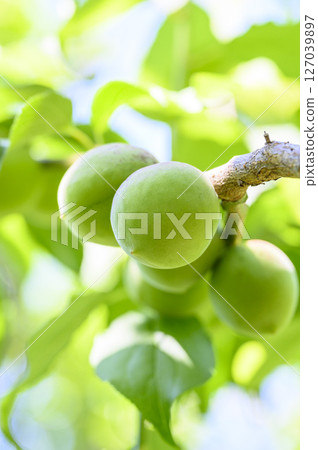 Early summer green plums 127039897