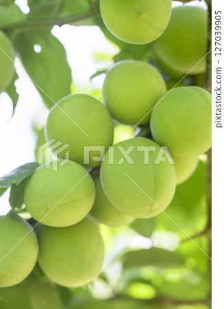 初夏青梅 127039905