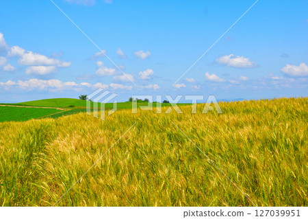 Summer Biei Town Wheat Field Hill Summer Biei Town Wheat Field Hill 127039951