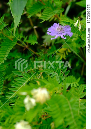 Alpine plant of Hakusan 127039975