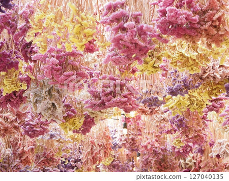 乾燥補血草花 乾燥補血草花 127040135