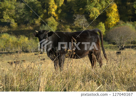 Cows in the pasture Cows in the pasture 127040167