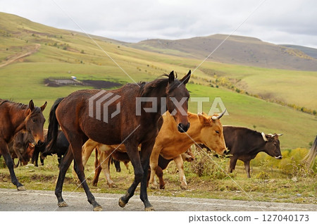 horses in the mountains horses in the mountains 127040173