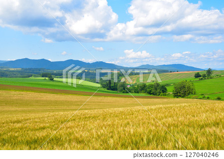 夏天的美瑛町麥田山 127040246