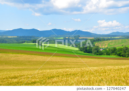 夏天的美瑛町麥田山 127040247
