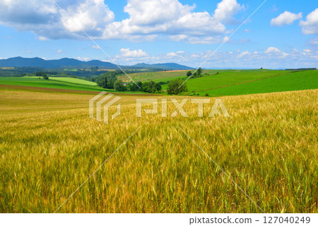 Summer Biei Town Wheat Field Hill Summer Biei Town Wheat Field Hill 127040249