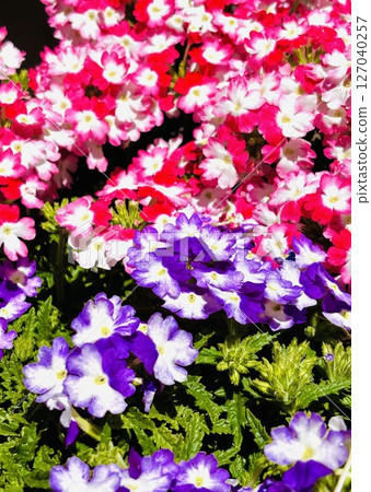 美麗的花朵 127040257