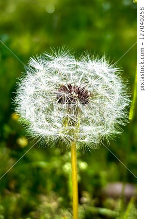 美麗的花朵 127040258