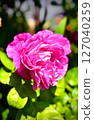 美麗的花朵 127040259