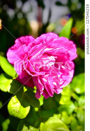 美麗的花朵 127040259