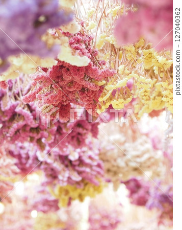 Dried statice flowers Dried statice flowers 127040362