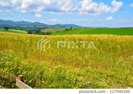Summer Biei Town Wheat Field Hill Summer Biei Town Wheat Field Hill 127040390