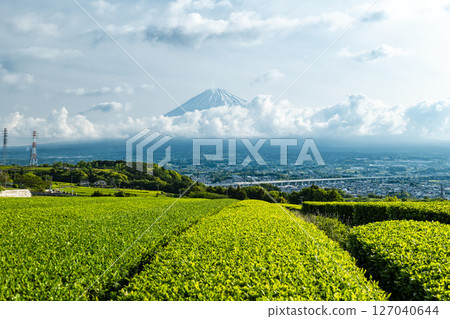 靜岡縣富士市岩本山的綠茶田、富士市景和富士山 靜岡縣富士市岩本山的綠茶田、富士市景和富士山 127040644