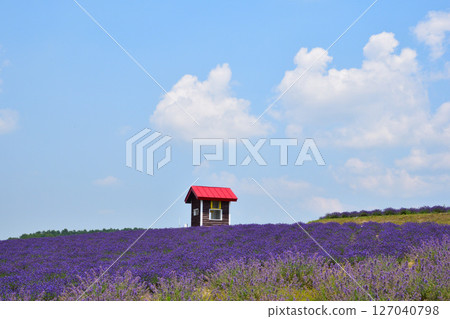 Summer, Kamifurano Town, Hinode Park, Lavender Hill 127040798