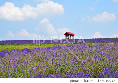 Summer, Kamifurano Town, Hinode Park, Lavender Hill 127040952