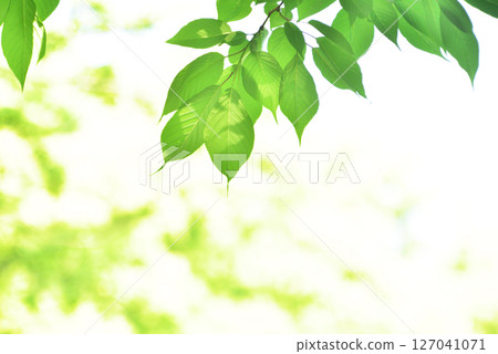 The season of fresh greenery The season of fresh greenery 127041071