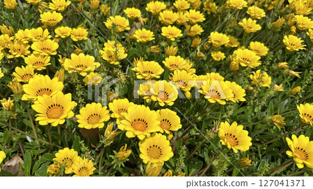 初夏盛開的黃色勳章菊 初夏盛開的黃色勳章菊 127041371