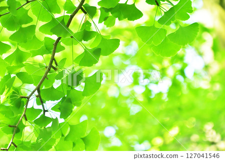 新綠色的季節 127041546