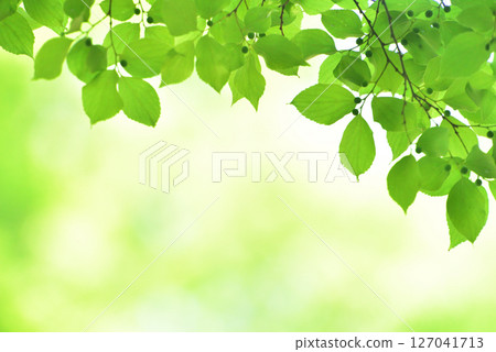 新綠色的季節 127041713