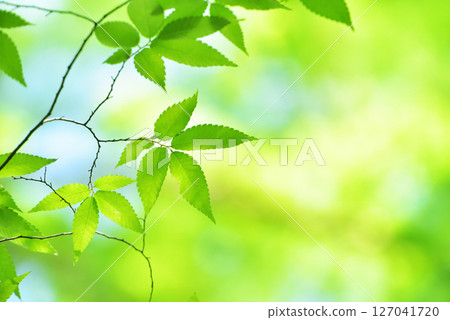 The season of fresh greenery 127041720