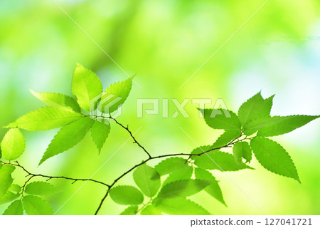 The season of fresh greenery The season of fresh greenery 127041721