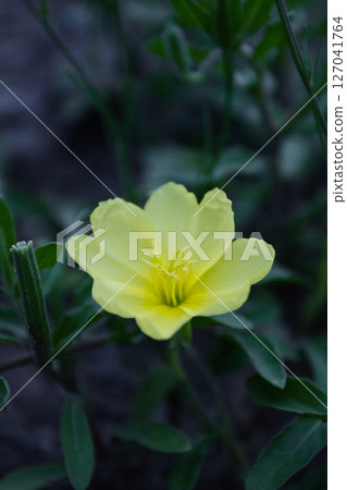 A type of rush A type of rush 127041764