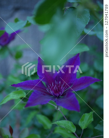Tessen 127041789