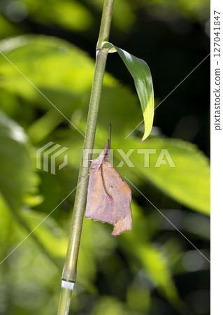 Tenured butterfly 127041847