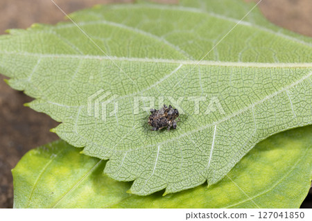 刺扁蛛象鼻蟲 127041850