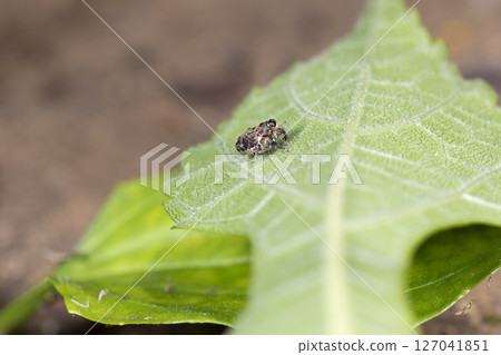 刺扁蛛象鼻蟲 127041851