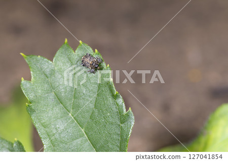 刺扁蛛象鼻蟲 刺扁蛛象鼻蟲 127041854