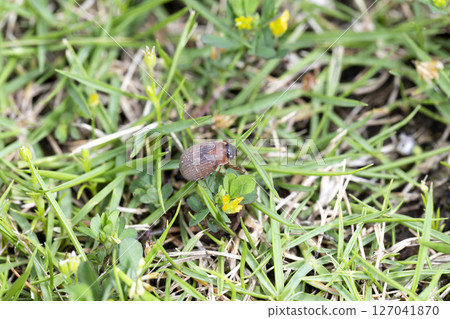 Scarab beetle 127041870