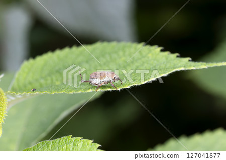 Hime Acinaga Kogane 127041877