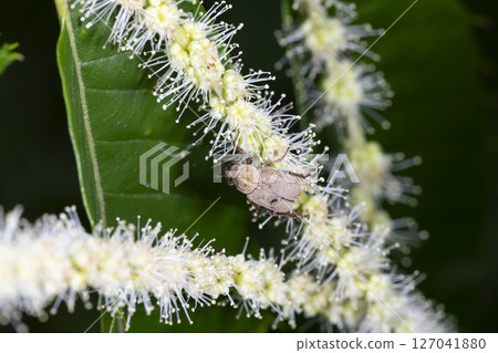 Hime Acinaga Kogane 127041880