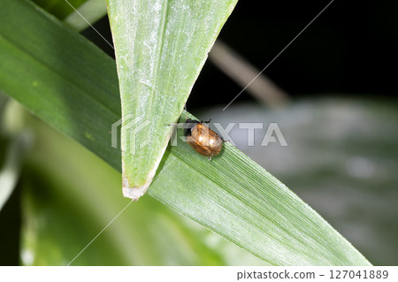 Fujihamushi 127041889