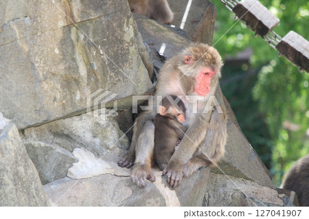 A mother and her child monkeys huddled together A mother and her child monkeys huddled together 127041907